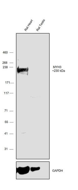 Invitrogen MYH3 Polyclonal Antibody 100 &mu;g; Unconjugated:Antibodies,