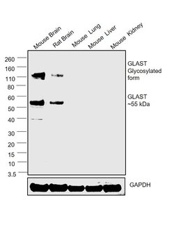 Invitrogen GLAST Polyclonal Antibody 100 &mu;L; Unconjugated:Antikörper