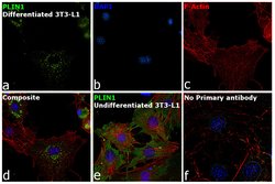 Invitrogen Perilipin 1 Polyclonal Antibody 100 &mu;L; Unconjugated:Antibodies,