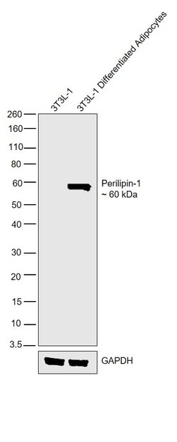 Invitrogen Perilipin 1 Polyclonal Antibody 100 &mu;L; Unconjugated:Antibodies,