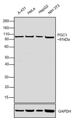 Invitrogen PPARGC1A Polyclonal Antibody 100 &mu;L; Unconjugated:Antibodies,