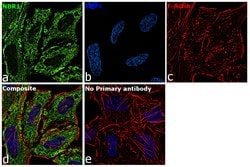 Invitrogen NBR1 Polyclonal Antibody 100 &mu;L; Unconjugated:Antibodies,