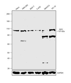 Invitrogen NBR1 Polyclonal Antibody 100 &mu;L; Unconjugated:Antibodies,