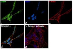 Invitrogen CHD7 Polyclonal Antibody 100 &mu;L; Unconjugated:Antibodies,