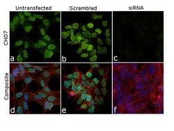 Invitrogen CHD7 Polyclonal Antibody 100 &mu;L; Unconjugated:Antibodies,