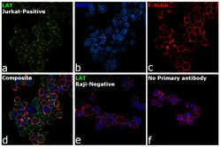 Invitrogen LAT Polyclonal Antibody 100 &mu;L; Unconjugated:Antibodies,