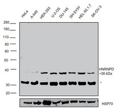 Invitrogen hnRNP D Polyclonal Antibody 100 &mu;L | Buy Online | Invitrogen&trade; | Fisher Scientific