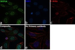 Invitrogen DCP1A Polyclonal Antibody 100 &mu;L; Unconjugated:Antibodies,