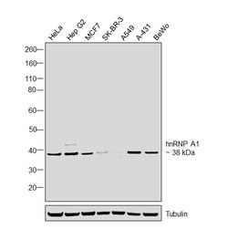 Invitrogen hnRNP A1 Polyclonal Antibody 100 &mu;L; Unconjugated:Antibodies,