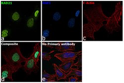 Invitrogen RAD21 Polyclonal Antibody 100 &mu;L; Unconjugated:Antibodies,