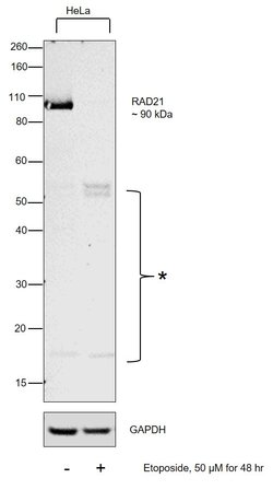 Invitrogen RAD21 Polyclonal Antibody 100 &mu;L; Unconjugated:Antibodies,