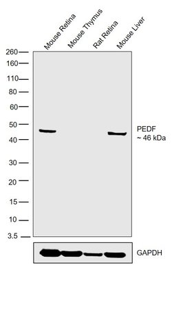 Invitrogen PEDF Polyclonal Antibody 100 &mu;L; Unconjugated:Antibodies,