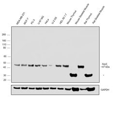Invitrogen Arp3 Polyclonal Antibody 100 &mu;L; Unconjugated:Antibodies,