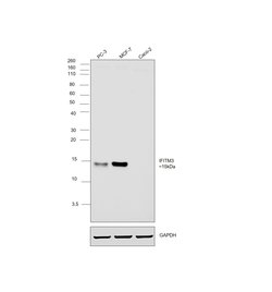 Invitrogen IFITM3 Polyclonal Antibody 100 &mu;L; Unconjugated:Antibodies,