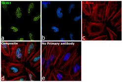 Invitrogen TRIB3 Polyclonal Antibody 100 &mu;L; Unconjugated:Antibodies,