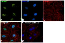 Invitrogen TRIB3 Polyclonal Antibody 100 &mu;L; Unconjugated:Antibodies,