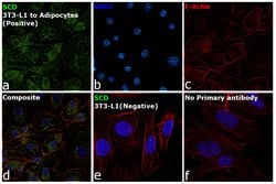 Invitrogen SCD Polyclonal Antibody 100 &mu;L; Unconjugated:Antibodies,