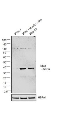 Invitrogen SCD Polyclonal Antibody 100 &mu;L; Unconjugated:Antibodies,
