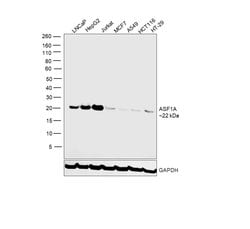 ASF1A Polyclonal Antibody:Antibodies, Polyclonal