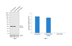 ASF1A Polyclonal Antibody:Antibodies, Polyclonal