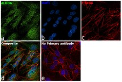 Invitrogen Aldolase A Polyclonal Antibody 100 &mu;L | Buy Online | Invitrogen&trade; | Fisher Scientific