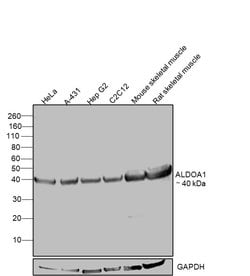 Invitrogen Aldolase A Polyclonal Antibody 100 &mu;L | Buy Online | Invitrogen&trade; | Fisher Scientific