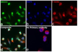 Invitrogen XRCC3 Polyclonal Antibody 100 &mu;L; Unconjugated:Antibodies,