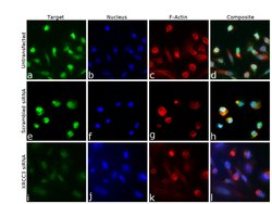 Invitrogen XRCC3 Polyclonal Antibody 100 &mu;L; Unconjugated:Antibodies,