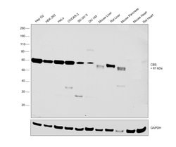 Invitrogen CBS Polyclonal Antibody 100 &mu;L; Unconjugated:Antibodies,