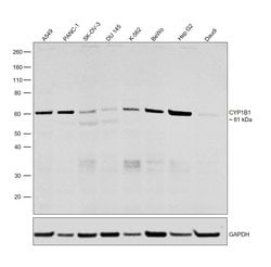 Invitrogen CYP1B1 Polyclonal Antibody 100 &mu;L | Buy Online | Invitrogen&trade; | Fisher Scientific