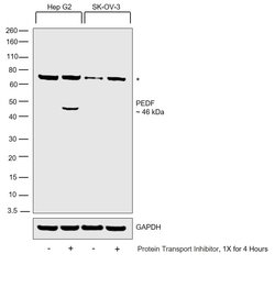 Invitrogen PEDF Polyclonal Antibody 100 &mu;L; Unconjugated:Antibodies,