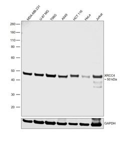 Invitrogen XRCC4 Polyclonal Antibody 100 &mu;L; Unconjugated:Antikörper