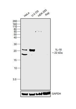 Invitrogen IL-18 Polyclonal Antibody 100 &mu;L; Unconjugated:Antibodies,