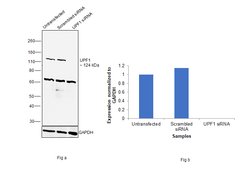 UPF1 Polyclonal Antibody:Antibodies, Polyclonal