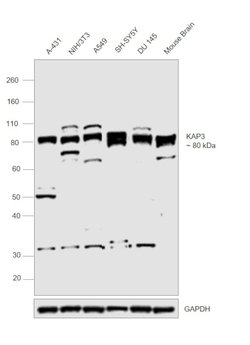 Invitrogen KAP3 Polyclonal Antibody 100 &mu;L; Unconjugated:Antibodies,