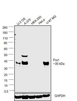 Invitrogen Fra1 Polyclonal Antibody 100 &mu;L; Unconjugated:Antibodies,