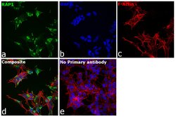 Invitrogen RAP1 Polyclonal Antibody 100 &mu;L; Unconjugated:Antibodies,
