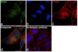 Invitrogen NRGN Polyclonal Antibody 100 &mu;L; Unconjugated:Antibodies,