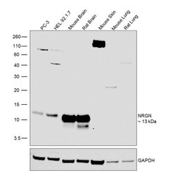 Invitrogen NRGN Polyclonal Antibody 100 &mu;L; Unconjugated:Antibodies,
