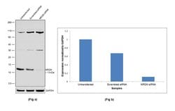 Invitrogen NRGN Polyclonal Antibody 100 &mu;L; Unconjugated:Antibodies,