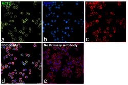 Invitrogen MCT2 Polyclonal Antibody 100 &mu;L; Unconjugated:Antibodies,