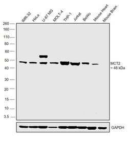 Invitrogen MCT2 Polyclonal Antibody 100 &mu;L; Unconjugated:Antibodies,