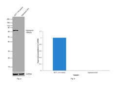 Invitrogen Optineurin Polyclonal Antibody 100 &mu;L; Unconjugated:Antibodies,