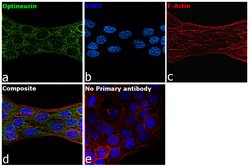 Invitrogen Optineurin Polyclonal Antibody 100 &mu;L; Unconjugated:Antibodies,