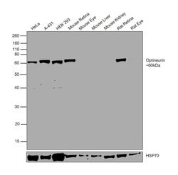 Invitrogen Optineurin Polyclonal Antibody 100 &mu;L; Unconjugated:Antibodies,