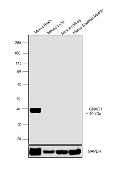 Invitrogen GNAO1 Polyclonal Antibody 100 &mu;L; Unconjugated:Antibodies,