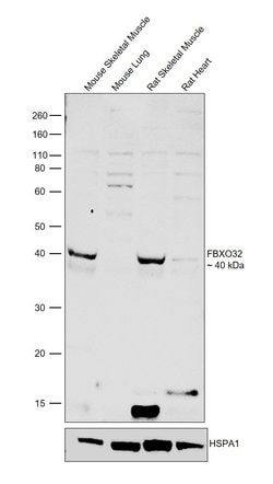 Invitrogen FBXO32 Polyclonal Antibody 100 &mu;L; Unconjugated:Antibodies,