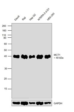 Invitrogen MCT1 Polyclonal Antibody 100 &mu;L; Unconjugated:Antibodies,