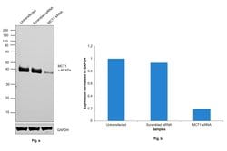 Invitrogen MCT1 Polyclonal Antibody 100 &mu;L; Unconjugated:Antibodies,
