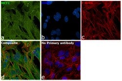 Invitrogen MCT1 Polyclonal Antibody 100 &mu;L; Unconjugated:Antibodies,